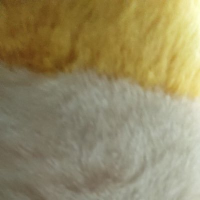 ぬけがらさんのプロフィール画像
