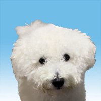 朗らかな犬(@hogarakanainu) 's Twitter Profile Photo