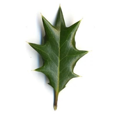 mkthnea's profile picture. 🎒💼👜👝👛🍺🥢