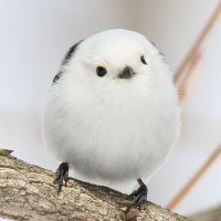 みみ (@naonaonao1114) 's Twitter Profile Photo