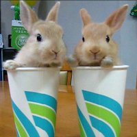 Twin Rabbit🐇油吉ぶちょーワールド🥕Yukichibutyo World🐓 (@yukichibutyo) 's Twitter Profile
