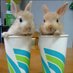 Twin Rabbit🐇油吉ぶちょーワールド🥕Yukichibutyo World🐓 (@yukichibutyo) Twitter profile photo Twin Rabbit🐇油吉ぶちょーワールド🥕Yukichibutyo World🐓 (@yukichibutyo) Twitter profile photo