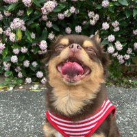 💙ななめこ💙 (@dogbreath0102) Twitter profile photo