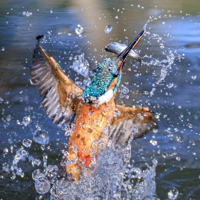 y2hatohato's profile picture. ネイチャー系Photographer 主に野鳥、花、風景を撮ってます。