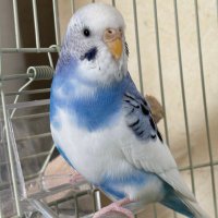 迷子鳥のピーコ(byゆうみ) (@mimisevend_pico) 's Twitter Profile