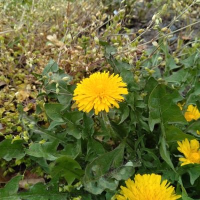 kojiro25253636's profile picture. 長野市内
雪山と蕎麦、ラーメン店巡りの旅が大好き。若き狩人（・(ｪ)・）　ジビエ店オーナーを目指してます