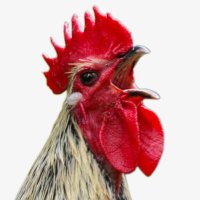 Baron of Chickens(@BaronofChickens) 's Twitter Profile Photo