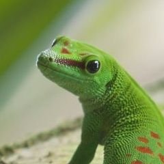 lizard posting acc💚🤍🩶🖤 💜🤍🩶🖤