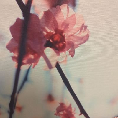 ParisJoyful's profile picture. 