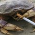 Crabstorage, Fall PACE soon (@crabstoragettv) Twitter profile photo Crabstorage, Fall PACE soon (@crabstoragettv) Twitter profile photo