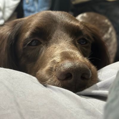 zabrle's profile picture. Are we human or are we dancer?