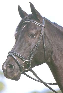 I make easy tax-free money every day by laying losing horses on the betting exchanges. Why don't you follow me and make money too?
