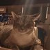 Indira the Cat (@indiracat66559) Twitter profile photo Indira the Cat (@indiracat66559) Twitter profile photo