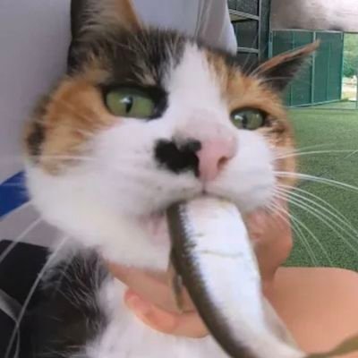 Dxw8iP3h12jpt0X's profile picture. 구독계입니둥