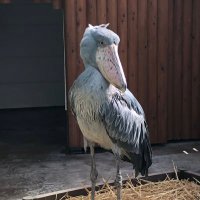 黒滝 (@apparellike) 's Twitter Profile