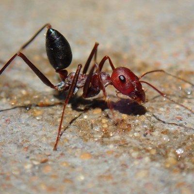 Published 16 year old arthropod enthusiast
Wants to study ants
ORCID:https://t.co/lfXxjLb6Yl
iNaturalist:https://t.co/uKrUiSlbwt