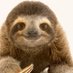 Hairy old sloth (@deehairysloth) Twitter profile photo Hairy old sloth (@deehairysloth) Twitter profile photo