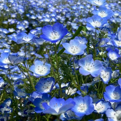 【雪に耐えて梅花は麗し】 in東京 雪国出身の気象予報士(60回)/温泉ソムリエ❄️すきなこと、自然科学、宇宙、旅、放浪、温泉、イメコン(ビビッドウィンタータイプ) 興味に共通点のありそうな方、無言フォローさせてください🙇♀️