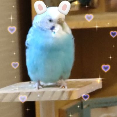 歳の離れた妻と共に人生を歩む事
を誓い、コウノトリが舞い降りなかった代わりに❤️二人のインコ達と四人で慎ましく暮らしています🐦️🌱自然 の 花や、景色が大好きです。良かったら応援して下さい🌱🆖エロ垢、投資、詐欺紛いの人は ご遠慮下さい。