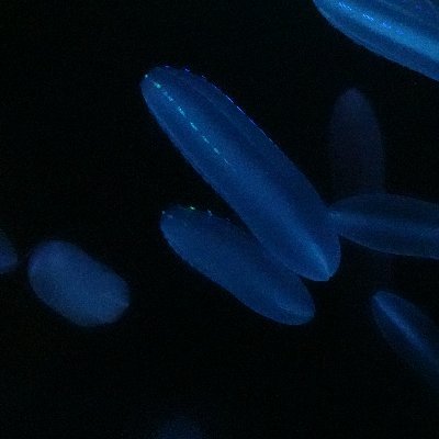 ztmy__x's profile picture. 