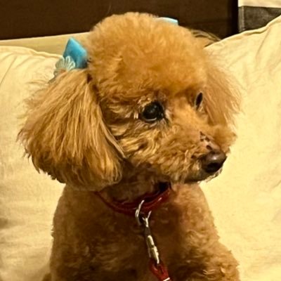 TanTruck25's profile picture. 犬🐶