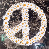 Wongtaiki (@taikiwo) 's Twitter Profile