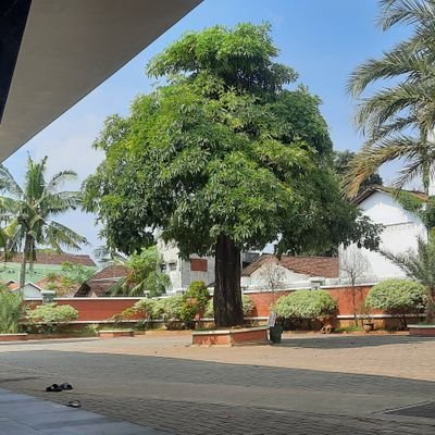 Latulipe_gendis's profile picture. -