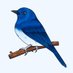 Bluebird (@BlueBirdUK1) Twitter profile photo