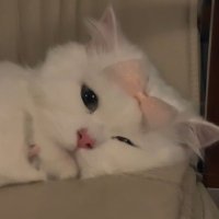 ياقوت (@_etii5) 's Twitter Profile Photo ياقوت (@_etii5) 's Twitter Profile Photo