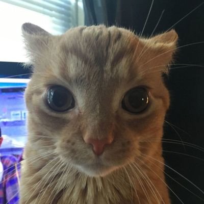 MartoOficial_TR's profile picture. Ola soy Marto 
-Videojuegos (Saga souls, Red dead, Zelda, etc...)
-Música (el requetón no es música)
-Bisicleta 👍
-Cine, series y tal
-No furros, no kpopers 🔪