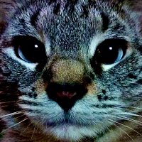lisa2u (@lisalittle2u) 's Twitter Profile