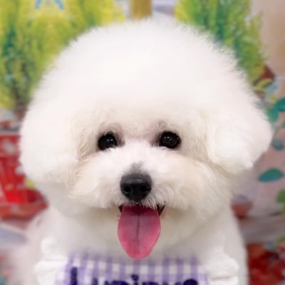 bichon2525 Profile Picture