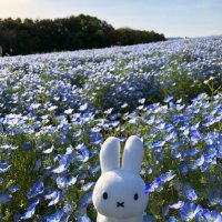うさじろー (@odekakeusajiro) 's Twitter Profile