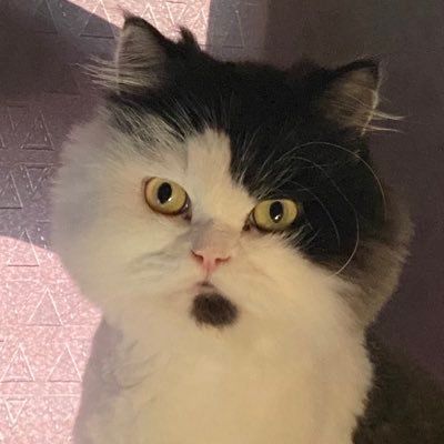 bewsnap's profile picture. 