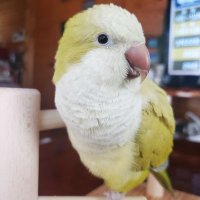 meguinko (@torikusaine) 's Twitter Profile Photo meguinko (@torikusaine) 's Twitter Profile Photo