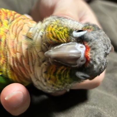 菊白晶🐢🐢🦜飼主で作家さんのプロフィール画像