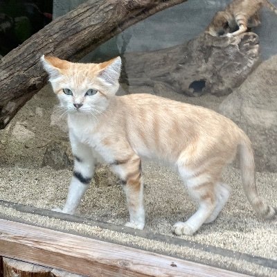 無言フォロー
BMI値15.63
メンタルウルツァイト窒化ホウ素
猫好きな猫アレルギー
花粉症、ダニアレルギー、乳糖不耐症、
過敏性腸症候群の五刀流