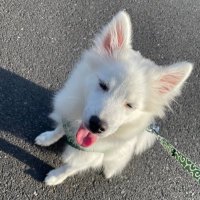 珀 Haku (@topo_sinba_haku) Twitter profile photo