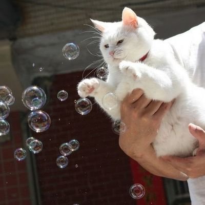 jltearsty's profile picture. เอวี่ติงจิงเกอเบล