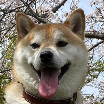 柴犬を飼い始めたワーママです
むぎ♂　🎂2021年5月16日
#紀伊静火荘　