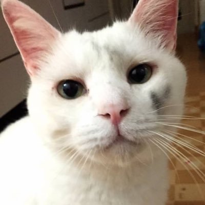 bgjmpto's profile picture. 強迫性障害と診断されて10年以上経ちました。 現在はうつ病と闘ってます。同じ病気をお持ち方とお話し出来ればと思います。保護猫6匹飼ってます。 障害や猫と無関係の日々の出来事などもポストもします。興味のない方はスルー興味のある方はフォローお願いします。無言フォロー許して下さい。DMはしません。#強迫性障害#猫#うつ病