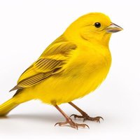 The Dread Canary 3.5% Victory(@DreadCanary) 's Twitter Profile Photo