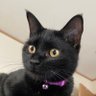 cat809173952's profile picture. 黒猫のすず他5匹の保護猫とわんこも1匹飼ってます。リポスト多めです。 エロ垢は即ブロックします。