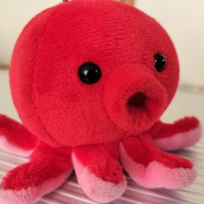 ポメころびページです＊ 爬虫類クラブJ横須賀店 【公式】 【爬虫類倶楽部】 【ハチクラ