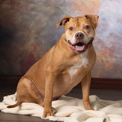 I am Luke. I am part potato, part sloth, part pibble/boxer mix. I love cheese and blankies. I want to be everybody’s friend.
