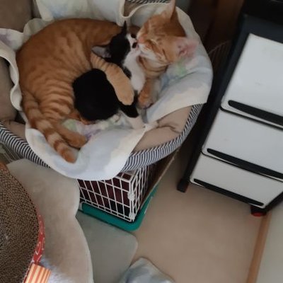 aira3388181156's profile picture. 夫と娘、にゃんくるmozoからお迎えしたモコとメルの5人家族です。👧おつるちゃん(R4.8月生まれ)🐈猫の写真「#今日のモコメル」【日常垢/夢&腐&OL閲覧 25↑】