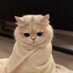 💖Meow (@dfffffgsdggyg) Twitter profile photo 💖Meow (@dfffffgsdggyg) Twitter profile photo