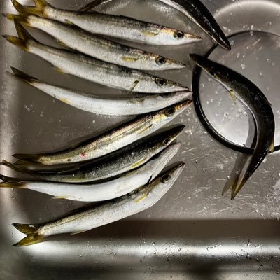 こんにちはダッカーです。どんどん釣りに関すること、魚に関することなどを投稿していきます!夢はプロアングラー!応援よろしくお願いします。ブログ開設する予定です!