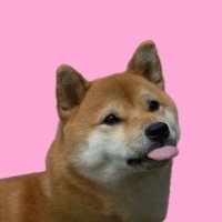 Flare Inu (FINU)(@flareinutoken) 's Twitter Profile Photo