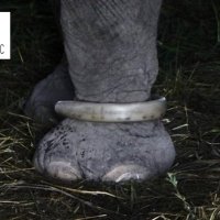Justicia y D Animal (@jydanimal) 's Twitter Profile Photo Justicia y D Animal (@jydanimal) 's Twitter Profile Photo
